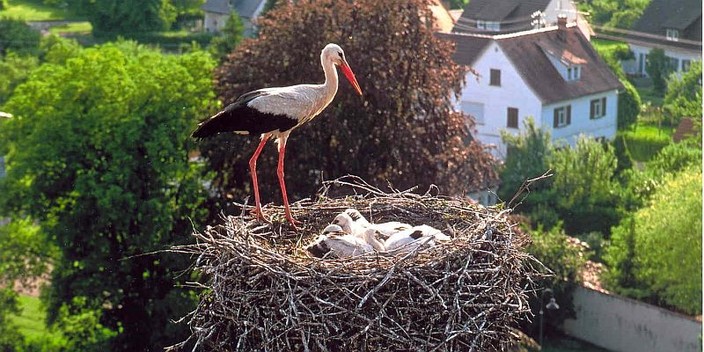 Jungstörche im Nest