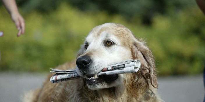 Hund mit Zeitung